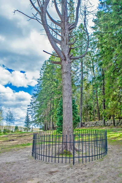 Rigogliosi Alberi Verdi Nel Parco Con Cielo Nuvoloso — Foto Stock