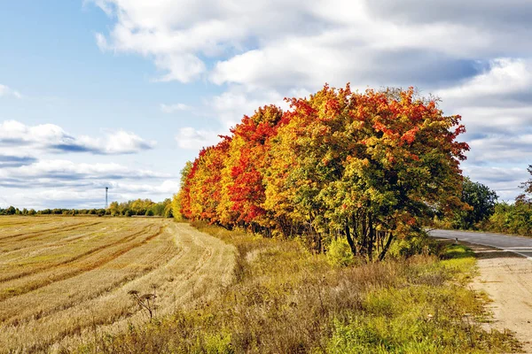 Alberi Autunno Con Campo Agricolo Strada Alla Luce Del Sole — Foto Stock