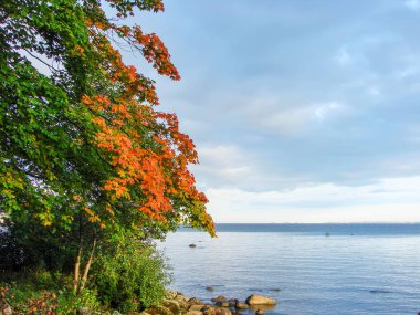 Renkli ağaçlar ve yapraklarla dolu sonbahar manzarası