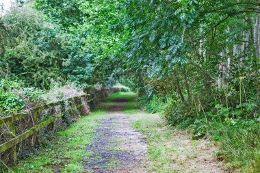 Eski ahşap çitleri ve yeşilliği olan kırsal bölge, İskoçya, Birleşik Krallık