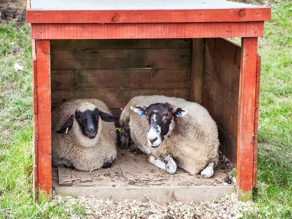 Goats Farm — Stock Photo, Image