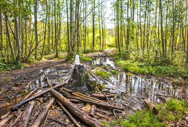 Gatchina Geyser Stump Villaggio Korpikovo Regione Leningrado Russia — Foto Stock