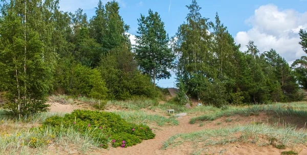 Vstup Pláž Lipově Sosnovy Bor Lomonošovský Okres Leningradská Oblast Rusko — Stock fotografie