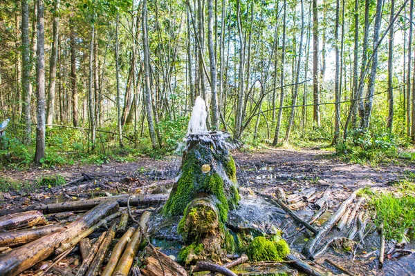 Gatchina Geyser Stump Korpikovo村 列宁格勒地区俄罗斯 — 图库照片