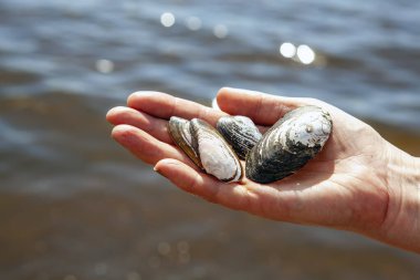 Denizde siyah deniz kabuğu olan adamın eli..