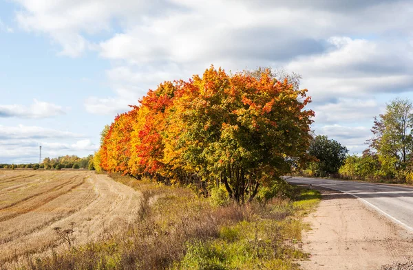 Alberi Autunno Con Campo Agricolo Strada Alla Luce Del Sole — Foto Stock