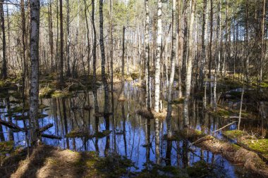 Geçiş bataklığı. Eyalet Doğa Koruma Alanı Sestroretskoe Bataklığı. Beloostrov. Tatil yeri. St. Petersburg 'da. - Rusya. 16 Nisan 2021