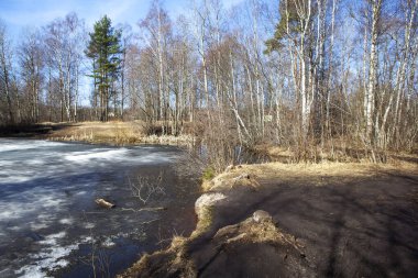 Küçük bir göl boyunca ekolojik patika. Eyalet Doğa Koruma Alanı Sestroretskoe Bataklığı. Beloostrov. Tatil yeri. St. Petersburg 'da. - Rusya. 16 Nisan 2021