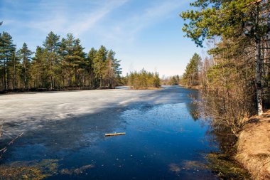 Küçük bir göl boyunca ekolojik patika. Eyalet Doğa Koruma Alanı Sestroretskoe Bataklığı. Beloostrov. Tatil yeri. St. Petersburg 'da. - Rusya. 16 Nisan 2021
