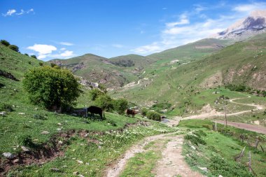 Dağ yamacında otlayan inekler. Makhchesk köyü. Kuzey Osetya. - Rusya. 18 Mayıs 2021