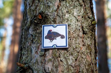 Sestroretskoe Bataklığı 'nda yaygın bir kuş türü resmi olan plaket. Beloostrov. Tatil yeri. St. Petersburg 'da. - Rusya. 16 Nisan 2021