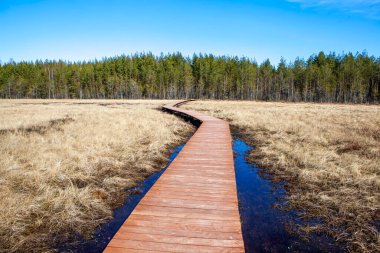 Sestroretskoye bataklığının ahşap döşeme ve gözlem güvertesi ekolojik patika yolu. Eyalet Doğa Koruma Alanı Sestroretskoe Bataklığı. Beloostrov. Tatil yeri. St. Petersburg 'da. - Rusya. 16 Nisan 202