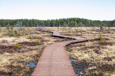 Sestroretskoye bataklığının ahşap döşeme ve gözlem güvertesi ekolojik patika yolu. Eyalet Doğa Koruma Alanı Sestroretskoe Bataklığı. Beloostrov. Tatil yeri. St. Petersburg 'da. - Rusya. 16 Nisan 202