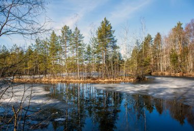 Küçük bir göl boyunca ekolojik patika. Eyalet Doğa Koruma Alanı Sestroretskoe Bataklığı. Beloostrov. Tatil yeri. St. Petersburg 'da. - Rusya. 16 Nisan 2021