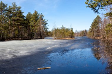 Küçük bir göl boyunca ekolojik patika. Eyalet Doğa Koruma Alanı Sestroretskoe Bataklığı. Beloostrov. Tatil yeri. St. Petersburg 'da. - Rusya. 16 Nisan 2021