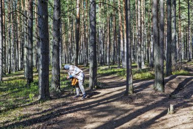Bir kadın çam ormanında mantar (koni) toplar. Eyalet Doğa Koruma Alanı Sestroretskoe Bataklığı. Beloostrov. Tatil yeri. St. Petersburg 'da. - Rusya. 16 Nisan 2021