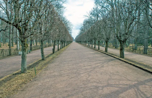 Marlinskaja Alley Aardvorets Peterhof Sint Petersburg Rusland April 2021 — Stockfoto