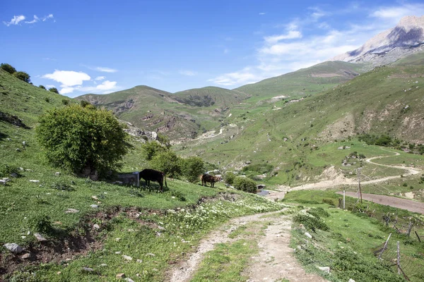 Dağ Yamacında Otlayan Inekler Makhchesk Köyü Kuzey Osetya Rusya Mayıs — Stok fotoğraf