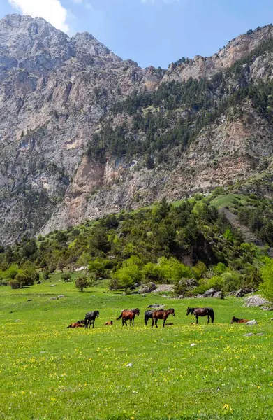 Assinsky Vadisindeki Çayırda Otlayan Atlar Ingushetia Cumhuriyeti Rusya Mayıs 2021 — Stok fotoğraf