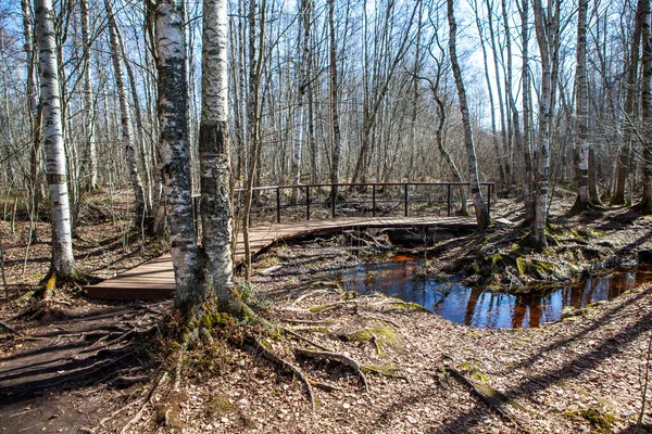 Trilha Ecológica Longo Pequeno Lago Reserva Natural Estado Pântano Sestroretskoe — Fotografia de Stock