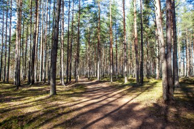 Ekolojik patika boyunca çam ormanı. Eyalet Doğa Koruma Alanı Sestroretskoe Bataklığı. Beloostrov. Tatil yeri. St. Petersburg 'da. - Rusya. 16 Nisan 2021