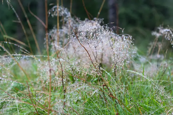 Noruega. Orvalho nas plantas em Mount Flay . — Fotografia de Stock