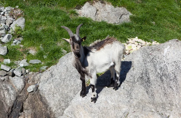 Goat on a rock. Lysefjord. Norway. — Stock Photo, Image