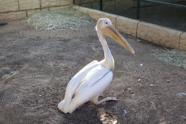 Pelikan. Al Ain Hayvanat Bahçesi. Abu Dabi. Birleşik Arap Emirlikleri.