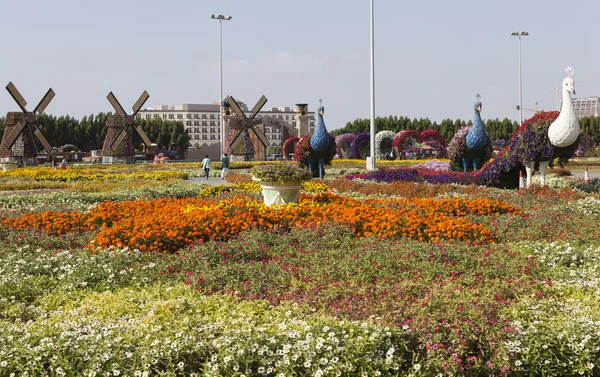 Flower Park en Dubai (Dubai Miracle Garden). Emiratos Árabes Unidos . — Foto de Stock