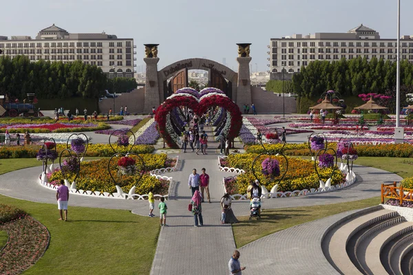 Flower Park en Dubai (Dubai Miracle Garden). Emiratos Árabes Unidos . —  Fotos de Stock