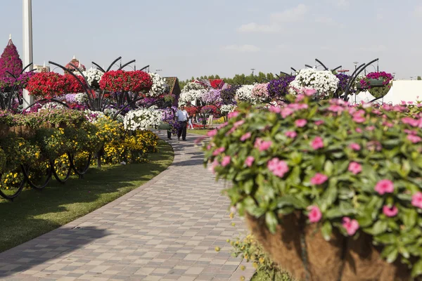 Blomma Park i Dubai (Dubai mirakel trädgård). Förenade Arabemiraten. — Stockfoto