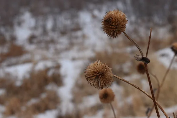 Yabani kış balosu otları,