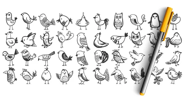 Conjunto de garabatos de aves — Vector de stock