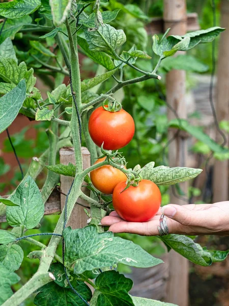 Çiftçi el, bahçedeki ağaçta kırmızı domates tutuyor. Kırmızı domates ve kadın eli olan yeşil ağaç. Vegan ya da çiftçi kavramı.