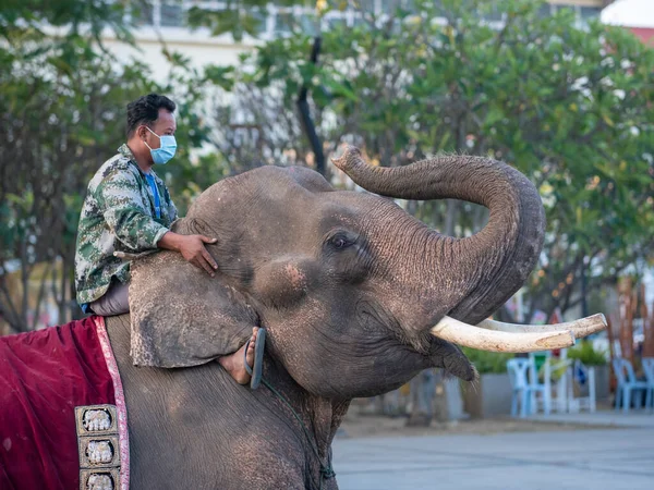 Chiang Mai, Tayland - 15 Aralık 2020 Mahout fili.