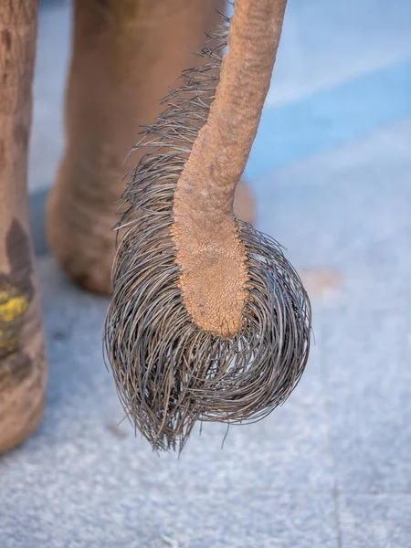 Queue Éléphant Asie Gros Plan Montrant Ses Cheveux Noirs Épais — Photo