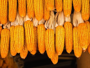 Güzel turuncu ve sarı renklerde kurutulmuş mısır. Kurumuş sarı mısır grubu. Kurumuş mısır grubunun yakın çekimi..