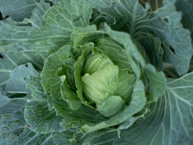 Bahçede taze lahana ya da taze lahana var. Taze yeşil sebze..