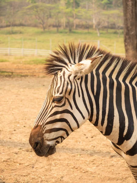 Zebra kafasının yan görüntüsü. Zebranın yakın çekim görüntüsü. Afrika hayvanı.