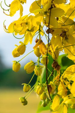 Sarı çiçekleri yakın plan yap ya da arka planda bulanık bir duş al. Sarı çiçeğin dikey görüntüsü.