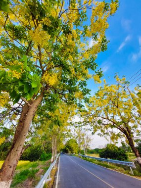 Altın duş ağacının sarı çiçeği yol kenarında mavi gökyüzü ile. Ağaçların üzerinde sarı çiçekli güzel yol.