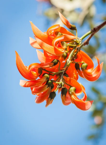 Bastard Teak blomma blommar — Stockfoto