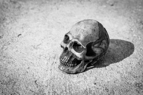 Skull on dry cracked ground. — Stock Photo, Image