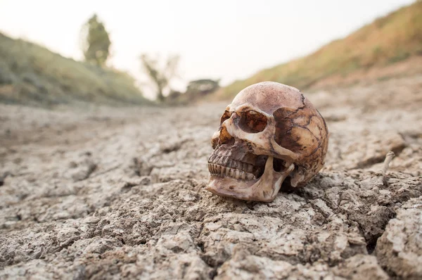 Schedel op droge gebarsten grond. Stockfoto