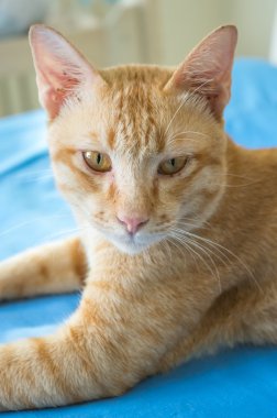 Sarı kedi rahatlatıcı.