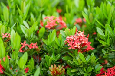 Rubiaceae çiçek
