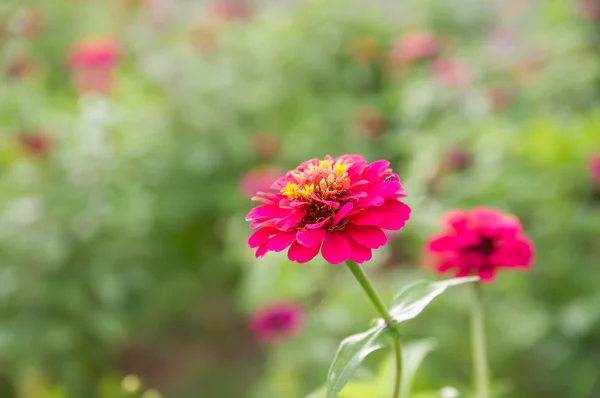 Zinnia elegans flores — Foto de Stock