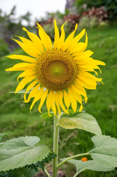 Sunflowers — Stock Photo, Image