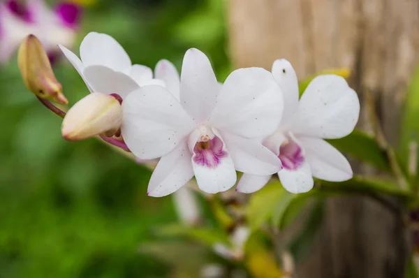 Orchid flower — Stock Photo, Image