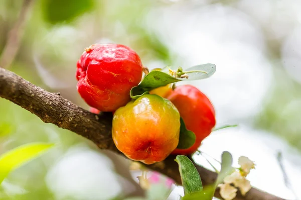 Cherry berry — Stockfoto